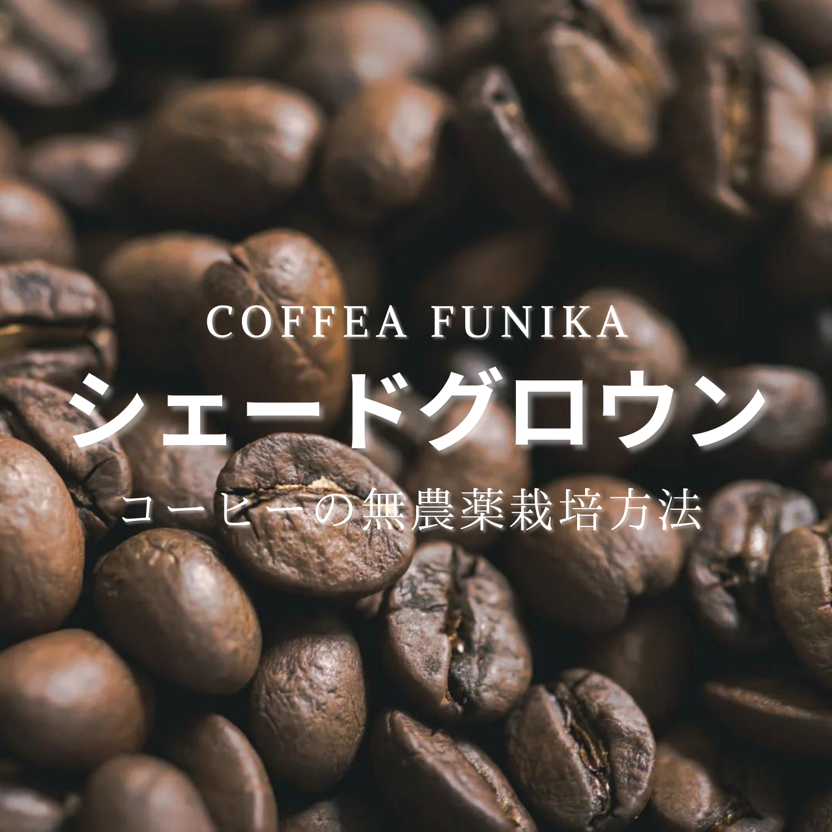 コーヒーの無農薬栽培方法（シェードグロウン）について | Coffea Funika
